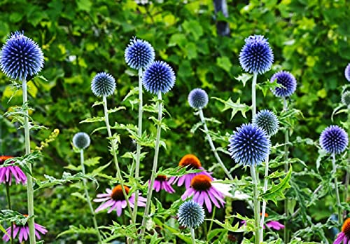 Globe Thistle Seeds for Planting - 30 Seeds - Exotic Blue Globe Thistle