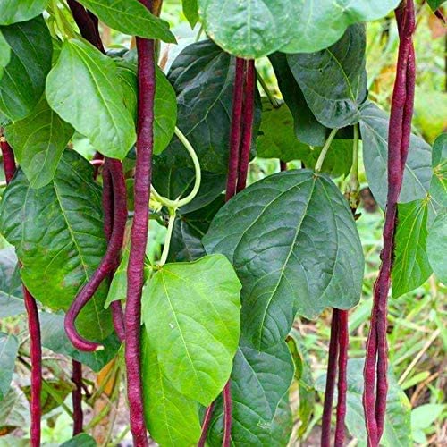 Asian Red Long Bean Seeds for Planting (30 Seeds) - Red Cowpea, Delicious and Huge Bean Pods