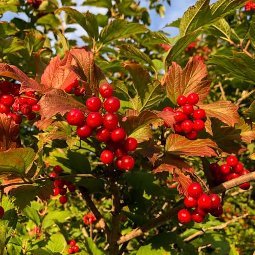 Washington Hawthorn Seedlings for Planting (Crataegus phaenopyrum)- Pretty Red Berries