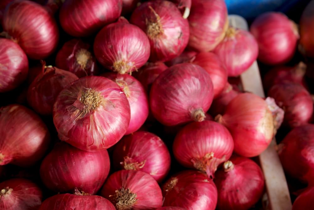 Holland Shallot Hybrid Onion Sets for Planting (10 Bulbs)