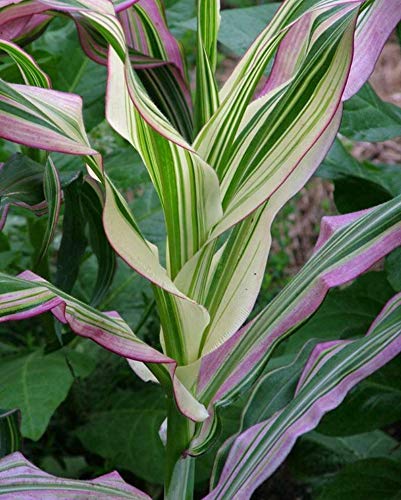 Japonica Corn Seeds for Planting | 10 Seeds | Rare Exotic Plant