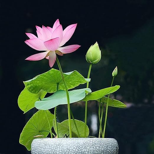 20 Lotus Seeds Bonsai Lotus Seeds for Planting, Water Lily Flower, Aquatic Plants Seeds, Pond Plants,Non-GMO Home Garden Plant Seeds, Flowering Aquatic Bonsai Plant (Nelumbo)