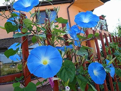 Blue Morning Glory Climbing Vine Seeds for Planting | Beautiful Flowering Vine (100 Seeds)