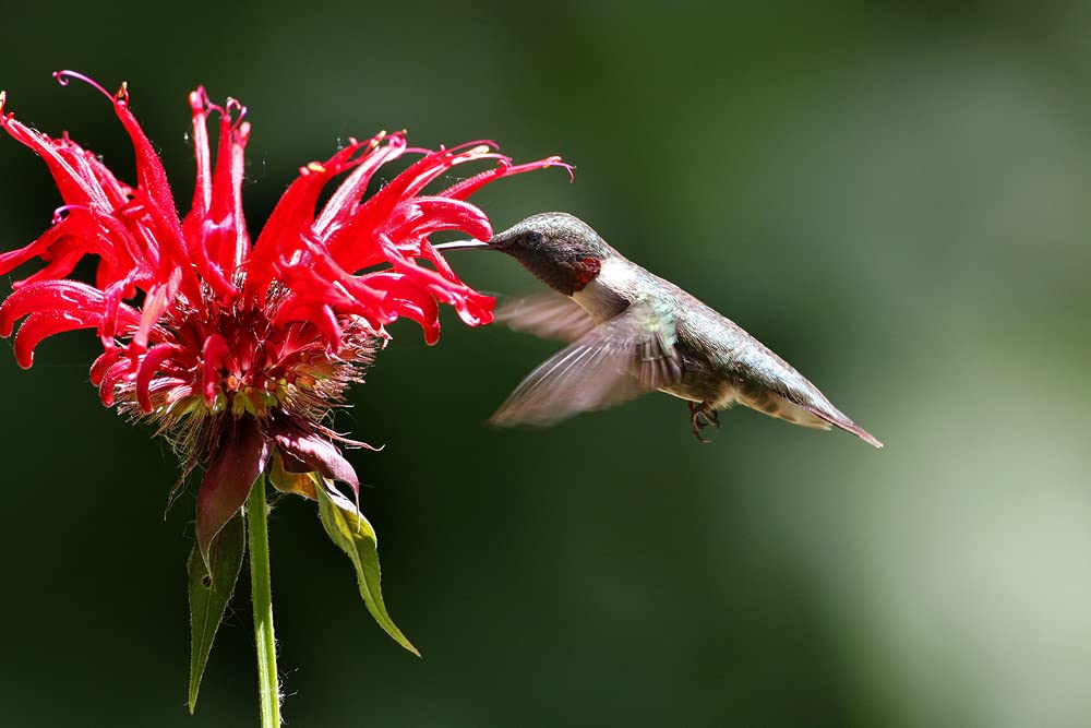 50 Bee Balm Flower Seeds - Monarda Didyma Mixed Color Seeds - Ships from Iowa, USA