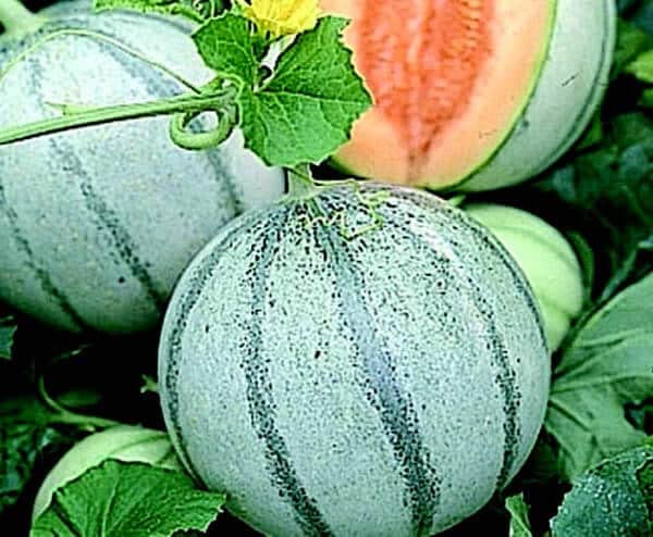 10 Savor Melon Seeds | Cool Blue Sweet Melons
