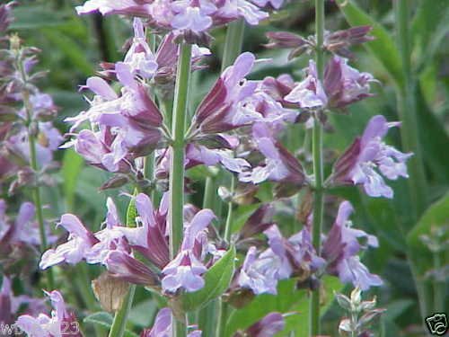 50 Clary Sage Seeds,Salvia sclarea var. turkestanica , Salvia Sclarea