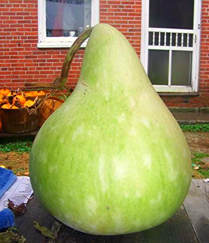 Gourd Seeds - PURPLE MARTIN HOUSE - Great for Drying and Decorating - 10 Seeds