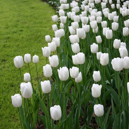 White Emperor Tulips,(Bulbs) A Lovely White Tulip. (10, Bulbs)