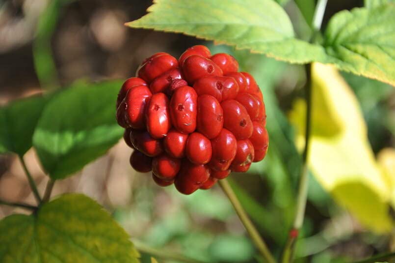 American Ginseng Seeds for Planting (30 Seeds) Ready to Plant