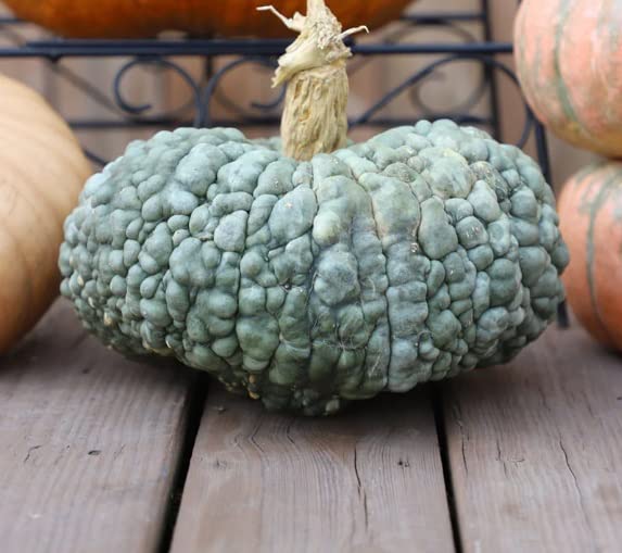 Green Warty Pumpkin Seeds for Planting (10 Seeds) - Used for Gnocci, Marina Di Chioggia
