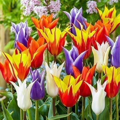 Lily Flowering Tulip Bulbs