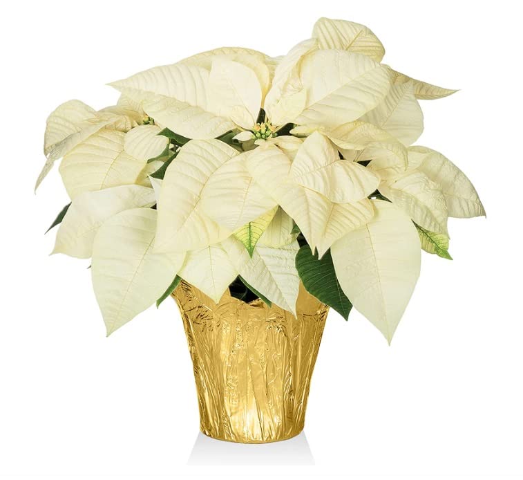 Live Poinsettia in Gold Wrapped Pot, 6" Diameter - Great Holiday Gift, Classic Christmas Decor, Xmas Flower, Easy Care Vibrant Live Plant