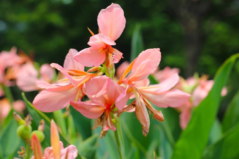 Pretty Pink Fast Growing Flower, Easy to Plant
