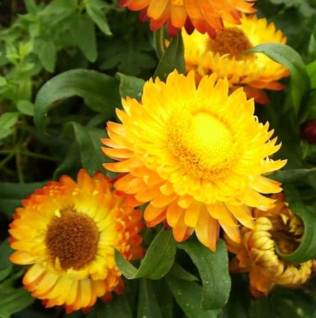 100+ Golden Yellow Strawflower Seeds for Planting | Made in USA, Ships from Iowa.