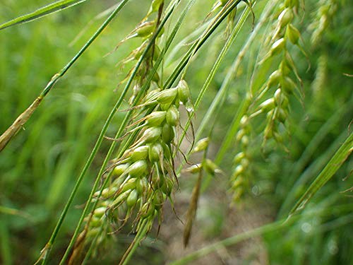 10 lb Winter Wheat Seeds, Food Plot Seed, Turkey, Deer, Garden Seeds