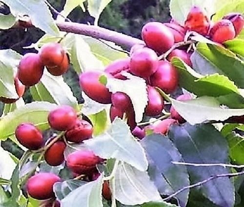 20 RED Chinese Date Tree Edible Fruit Jujube Ziziphus Jujuba Yellow Flower Seeds