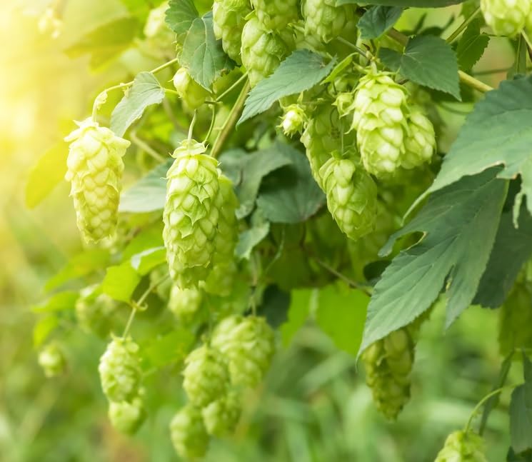 Hops Rhizome for Planting - for Making Beers