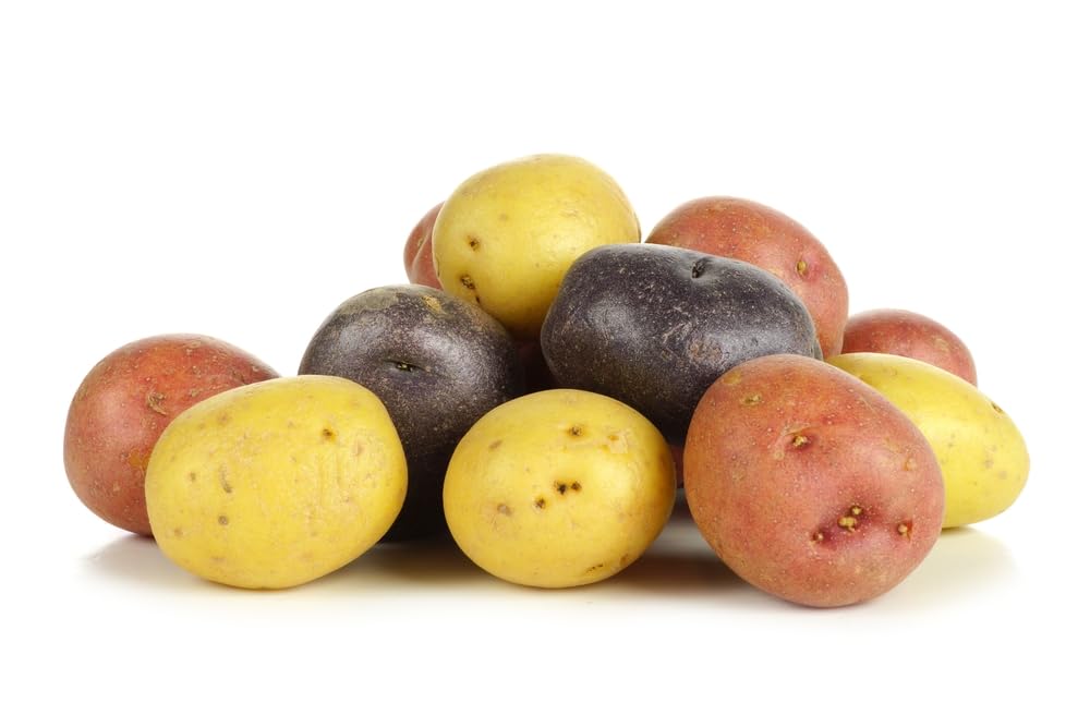 Mixed Mini Seed Potatos for Planting - Easy to Grow - Red, White and Purple
