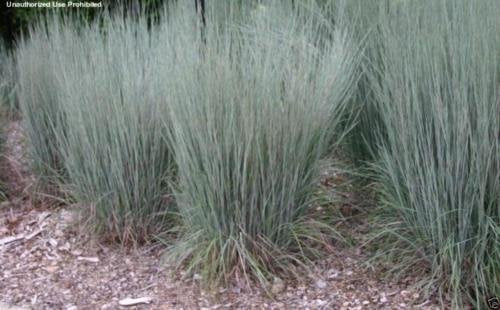 500 Little Bluestem Ornamental Grass Seeds, Schizachyrium scoparium