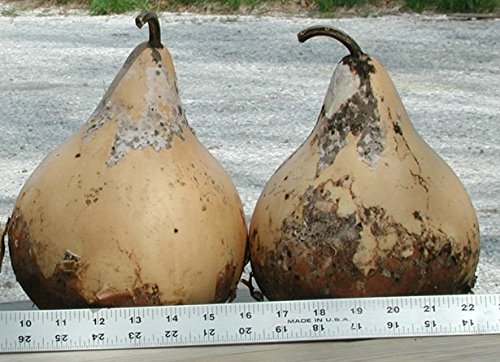 Gourd Seeds - PURPLE MARTIN HOUSE - Great for Drying and Decorating - 10 Seeds