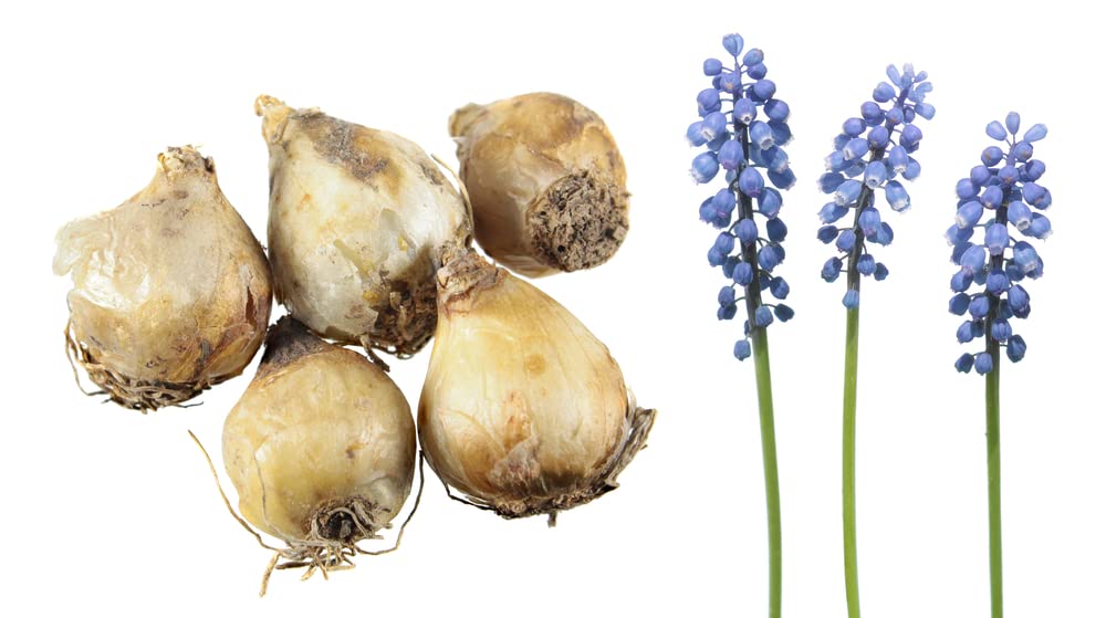 Fresh Grape Hyacinth Bulbs for Planting - muscari Armeniacum- Beautiful Spring Blooms, Perennial Garden Flowers - Bloom Early Spring