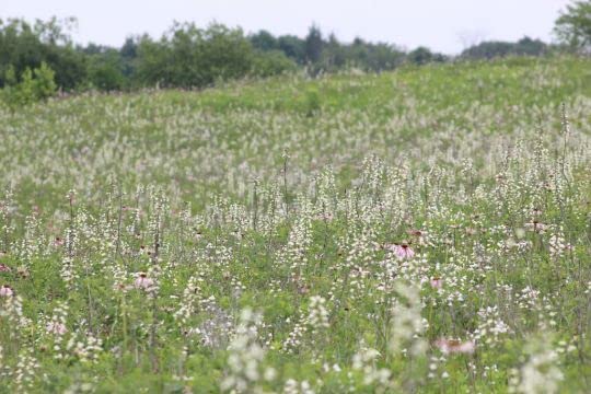 Wild White Indigo Seeds for Planting (50 Seeds) - Baptisia alba