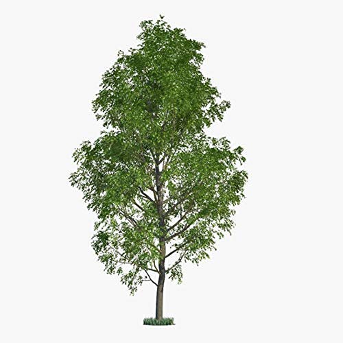 24 Hybrid Poplar Tree Cuttings - Fast Growing Trees - Grow 24 Cottonless Poplar Trees