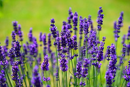 Lavender Seeds to Grow | 100+ Seeds | Grow This Fragrant Spice in Your Own Garden