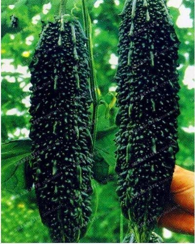 Melon Seeds for Planting (10 Seeds) - Grow Your Own Food