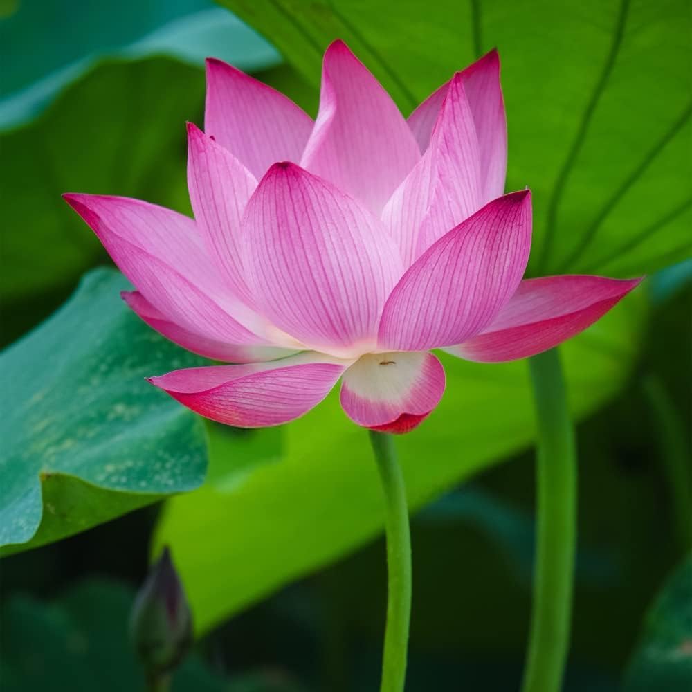 40 Sacred Lotus Flower Seeds for Planting (50 Seeds) - Popular Aquatic Plant