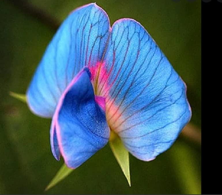 5 Rare King TUT Blue Sweet Pea Seeds for Planting - Lathyrus sativus azureus - Heirloom and Non-GMO, Early Harvest Peas