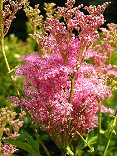 yunakesa 40 Seeds Queen of The Prairie Pink Meadowsweet Filipendula Rubra Flower Lulu Certified Can Grow in Pot/Garden