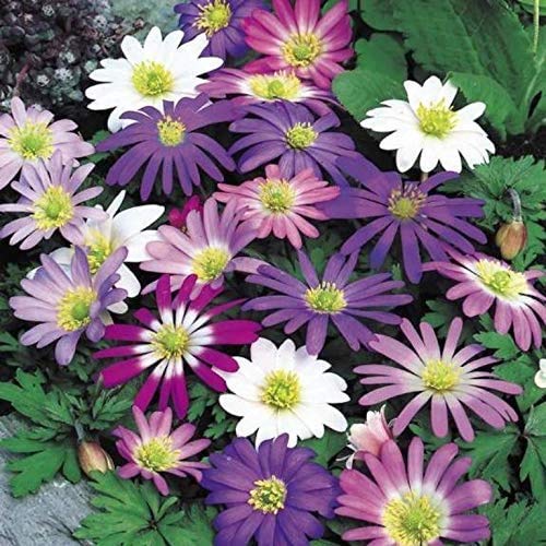 Anemone Windflower Bulbs for Planting - 5 Bulbs - Colorful Spring Flowers - Ships from Iowa. Made in USA