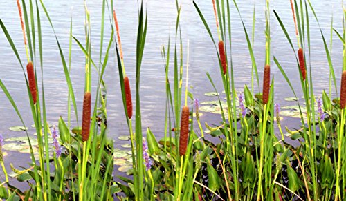 50 CATTAILS Cat Tails Typha Latifolia Water Pond Grass Flower Seeds