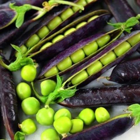 5 Rare King TUT Blue Sweet Pea Seeds for Planting - Lathyrus sativus azureus - Heirloom and Non-GMO, Early Harvest Peas