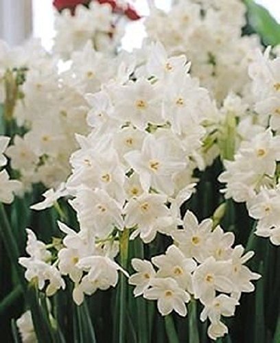 12 Large Ziva Paperwhite Daffodil Flower Bulbs