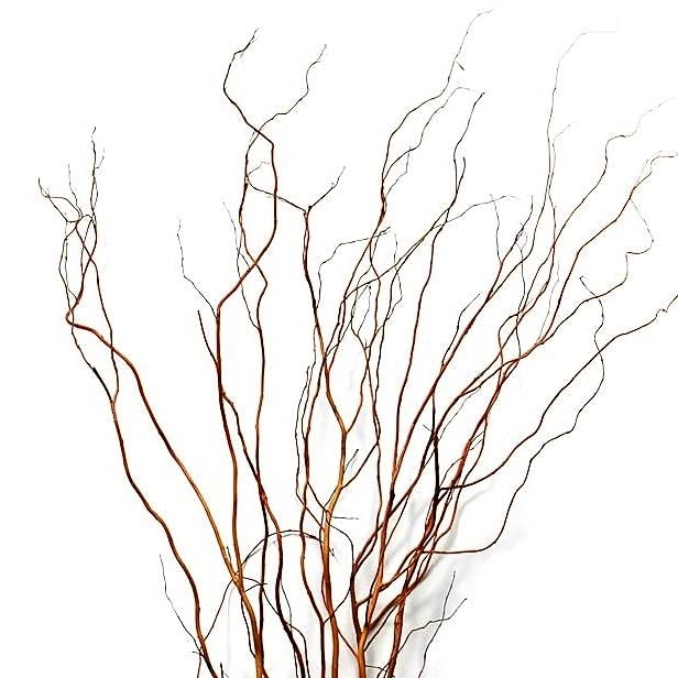 All Natural Curly Willow Branch Tips 12-30 Inches Long - Great for Crafts, Decoration, Vase Filler, Wedding or Event Decor