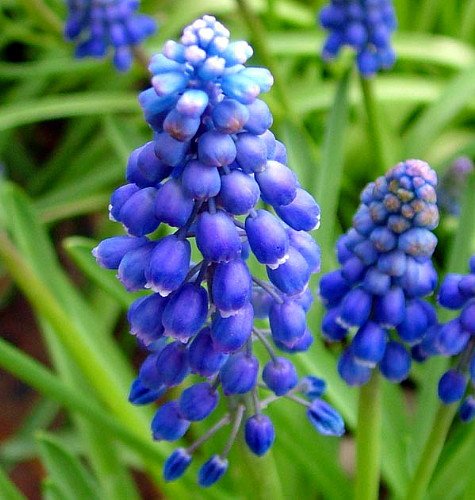 Blue Grape Hyacinth 25 Bulbs - Muscari armeniacum - 8/9 cm Bulbs
