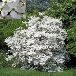 FLOWERING DOGWOOD CORNUS FLORIDA 10 seeds by Tropical Oasis