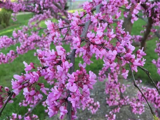Eastern Redbud Tree Seedlings for Planting - Amazing Pink Spring Flowers - No Ship to California