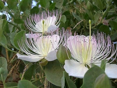 20 Caper Bush Edible Capers Flinders Rose Capparis Spinosa Shrub Flower Seeds 