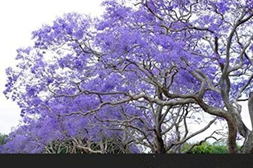 Golden autumn farm- 25 Blue Jacaranda Tree Jacaranda Mimosifolia Seeds/Excellent As Bonsai