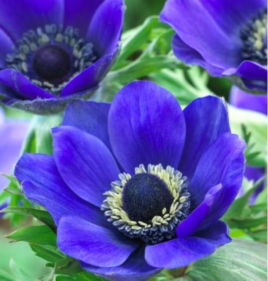 Blue Mr. Fokker Anemone Bulbs for Planting - Easy to Grow Perennial Flower Bulbs - Colorful Spring Flowers