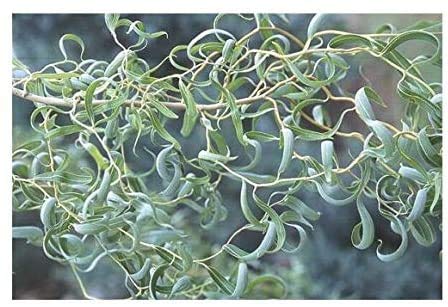 Bonsai Tree Dragon Willow - Thick Trunk Cutting - Indoor/Outdoor Live Bonsai Tree - Old Mature Look Fast