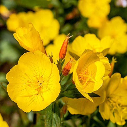500 Evening Primrose Seeds for Planting -