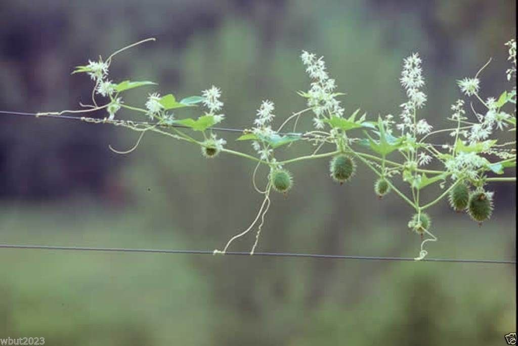 Echinocystis lobata (Wild Cucumber) fruits and leaves are decorative. 5 Seeds