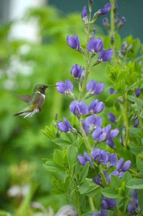 Wild Blue Indigo Bush Seeds for Planting (100 Seeds) - Baptisia australis