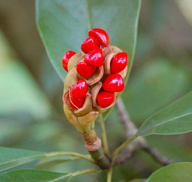 30 Sweetbay Magnolia Tree Seeds for Planting - Magnolia virginiana Northern
