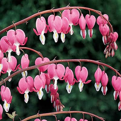 Bleeding Hearts Plant Bulbs for Planting - Not Seeds, Get Easy to Grow Bulbs - Dicentra spectabilis