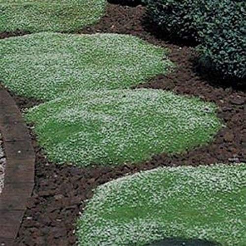Irish Moss Seeds - 100+ Seeds - Grow Stunning Ground Cover That Blooms Attractive White Flowers - Made in USA